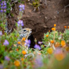 A small rodent peeks from its burrow, surrounded by vibrant wildflowers