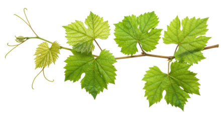 A healthy grape vine branch with vibrant green leaves, distinct veins, on a transparent studio background with copy space, clean flat lay composition, concept of organic freshness and natural growth
