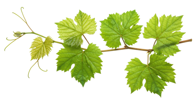 A healthy grape vine branch with vibrant green leaves, distinct veins, on a transparent studio background with copy space, clean flat lay composition, concept of organic freshness and natural growth - Powered by Adobe