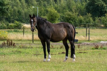 Brown horse standing in a lush green pasture with a forested background on a sunny day.