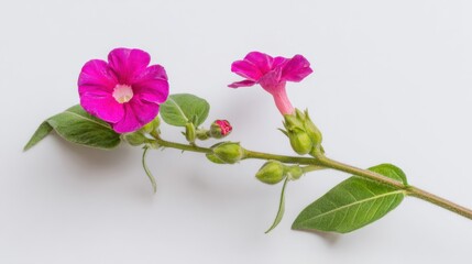 Flowering Mirabilis Jalapa Vibrant Pink Four O'Clock Flowers on White Background, Green Leaves