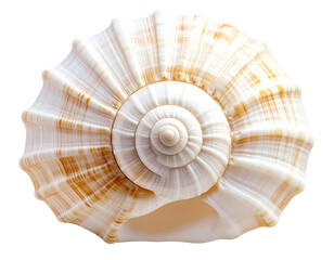 Obraz premium Natural Spiral Seashell Isolated on Transparent Background PNG