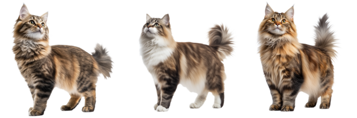 Asian Semi-Longhair Cat Set Isolated on Transparent Background. PNG.