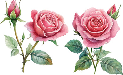 bouquet of pink roses