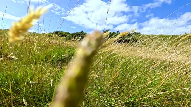 Walking Through Tall Grass on a Sunny Scottish Hill