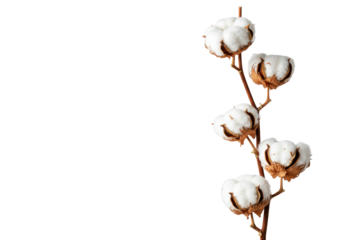A single, perfectly formed cotton branch with soft white bolls and subtle off-white fibers on a slender brown stem, against a transparent studio background with copy space, concept of natural