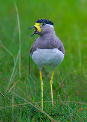Yellow Wattled Lapwings  scolding it’s partner