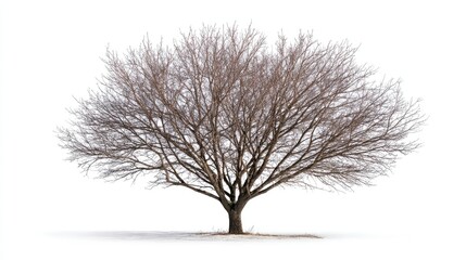 Fototapeta premium Bare winter tree against white background