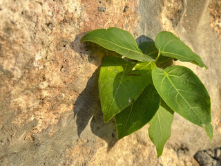 green leaves on the wall