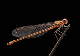 Holographic Damselfly