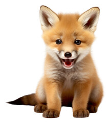 Fototapeta premium PNG Baby fox mammal animal pet.