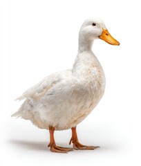 White duck, profile view, against white background