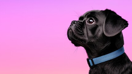Pixelated Black Pug Dog Profile Against Pink and Purple Gradient