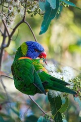 Rainbow Lorikeet Perched on Syzygium Tree Branch
