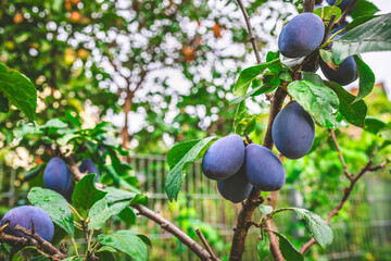 Organic ripe plums hanging from a tree branch ready to be harvested