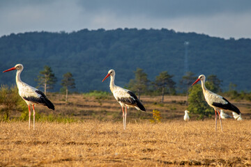 Three storks resting in the field during autumn migration. Storks (Ciconia ciconia) are searching...