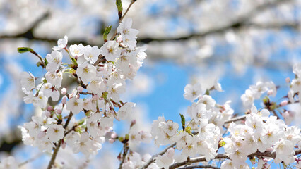 The white sakura flowers, cherry blossom trees in Nagoya Japan