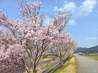 Natural landscape photo with sakura flowers, cherry blossom trees, blue sky in Nagoya Japan