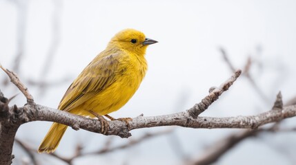 Fototapeta premium Vibrant yellow canary perched gracefully on a weathered tree branch