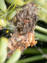 A spider's retreat made up of the remains of it's prey