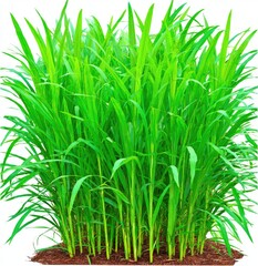 Fototapeta premium Lush green grass clump against white background