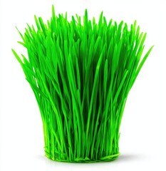 Lush green grass tuft against white background