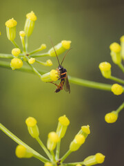 A close-up of an Ichneumonoid wasp on a fennel plant (Amblyteles armatorius)