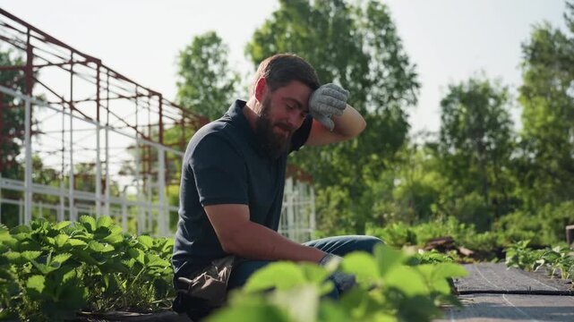 Side view gardener on farm squats among strawberry rows, wipes sweat from face with left hand, then resumes tending soil under bright sun, rural summer labor focused on maintenance