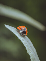 A close-up of a Seven-spot Ladybird (Coccinella septempunctata)