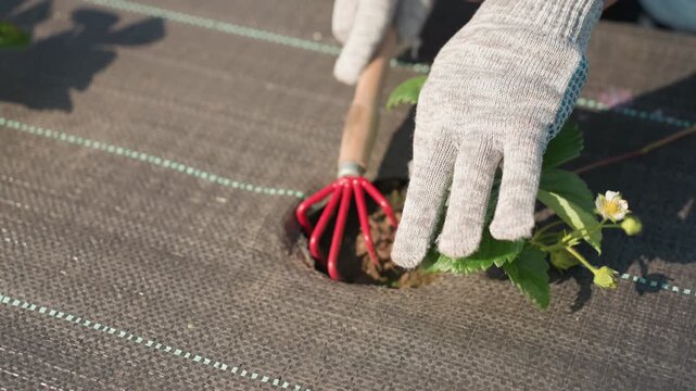 Closeup farmer uses hand cultivator to prune soil around strawberry plant on weed fabric, gloved hands performing careful weeding under summer sun, focused maintenance in rural garden rows