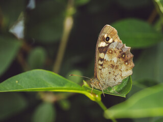 A close-up of a Speckled Wood butterfly (Pararge aegeria)