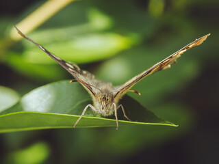 A close-up of a Speckled Wood butterfly (Pararge aegeria)
