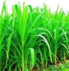 Obraz premium Lush green grass field, close-up