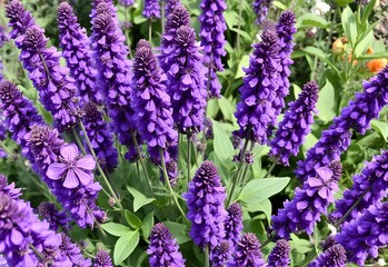 lavender flowers in the garden