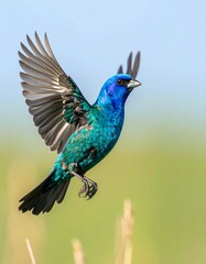 Obraz premium A vibrant blue bird in flight, wings spread wide, against a softly blurred green background