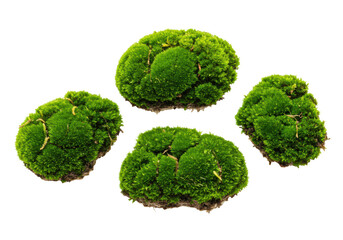 Multiple vibrant green moss clusters, intricate textures, fractal patterns, deep emerald and lime hues, on transparent background, soft high-key studio lighting. Concept of organic growth and