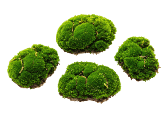 Multiple vibrant green moss clusters, intricate textures, fractal patterns, deep emerald and lime hues, on transparent background, soft high-key studio lighting. Concept of organic growth and