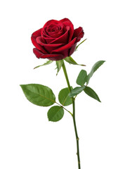 A perfect dark red rose with vibrant green leaves, isolated on a seamless transparent studio background with soft high-key lighting, concept of natural perfection