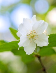 Obraz premium White blossoms closeup