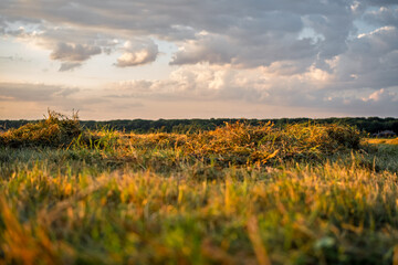 Mown grass drying in the field before being baled, warm evening in the field in the rays of the setting sun, agricultural landscape on the farm, copy space about the rhythms and routine of rural life