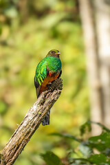 Resplendent Quetzal, Pharomachrus mocinno, Savegre in Costa Rica, with green forest in background. Magnificent sacred green and red bird. Birdwatching in jungle.