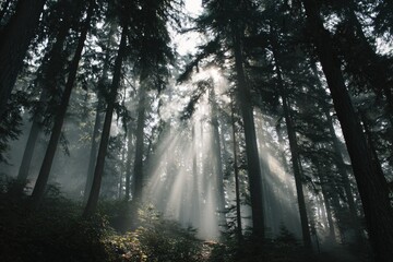 Fototapeta premium Sunlight filtering through a dense forest (1)