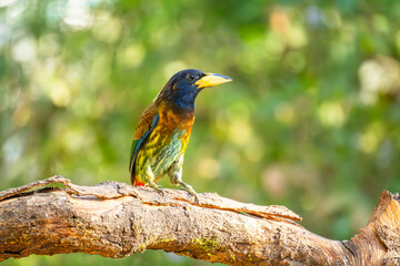 The great barbet (Psilopogon virens) india
