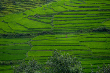 Tranquil Rice Terraces with Rustic Hut in Lush Countryside