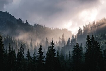 Misty mountain forest at sunrise (3)