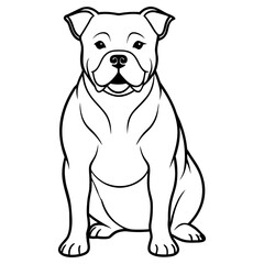 American staffordshire bull terrier dog sitting, isolated on white background