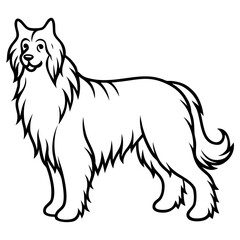 A fluffy dog isolated on white background