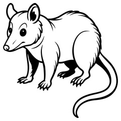 Opossum walking, isolated on white background