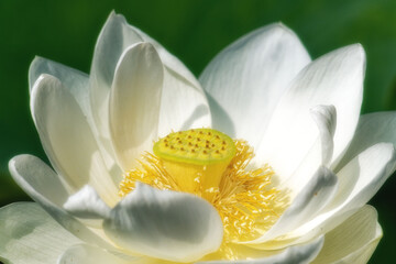 白いハスのクローズアップ