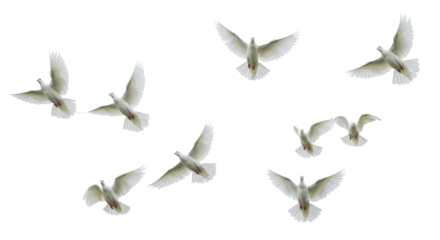 A dynamic flock of elegant, white-plumed birds in mid-flight, showcasing intricate feather details against a transparent background, with high-key lighting concept of boundless freedom and